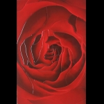 Gạch Ốp Bộ Bông hồng đỏ 30x45